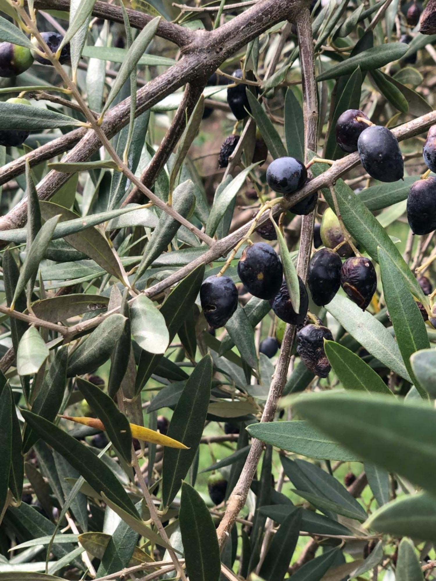 Casa Do Papillon Διαμέρισμα Mata de Cima Εξωτερικό φωτογραφία